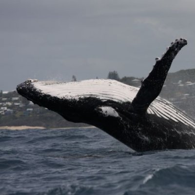 a whale breaching out of the ocean about to land on its back with a hilly coastline in the distance